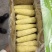 万全糯玉米