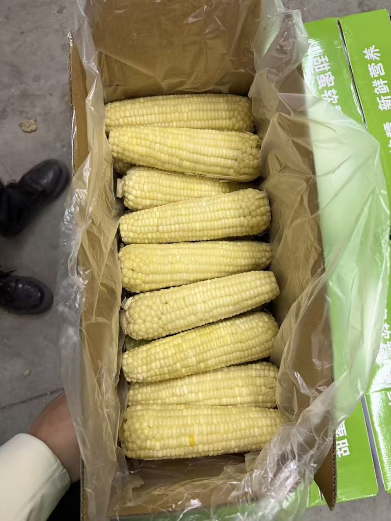 万全糯玉米