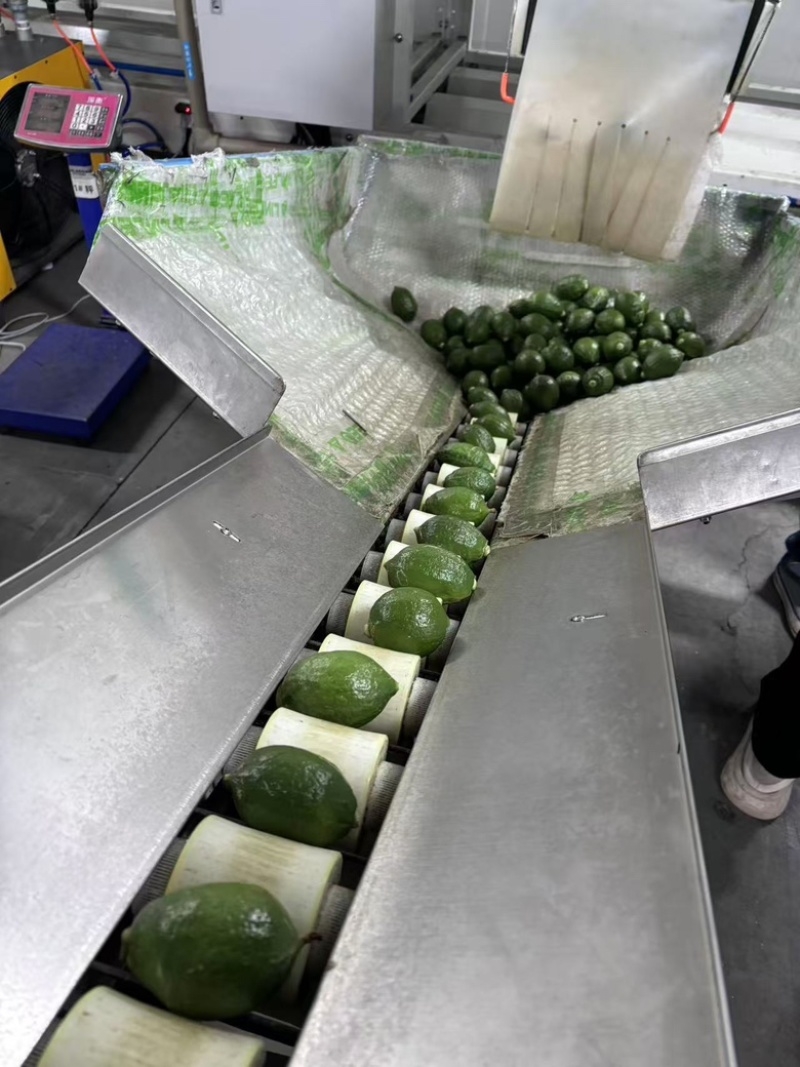 广东香水柠檬，产地一手货源，量大从优，对接全国