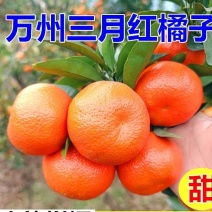 《精选》重庆默科特柑橘三月红基地直发以质论价量大从优