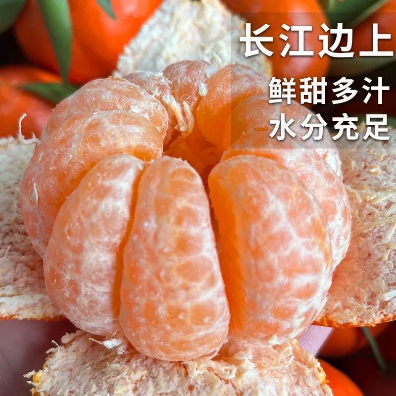 《精选》重庆默科特柑橘三月红基地直发以质论价量大从优