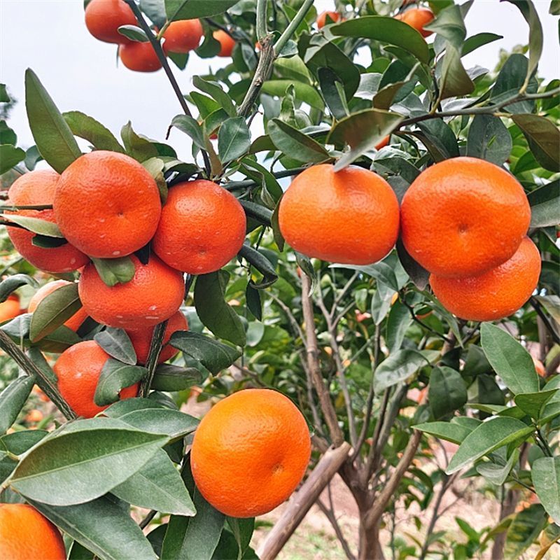 《精选》重庆默科特柑橘三月红基地直发以质论价量大从优