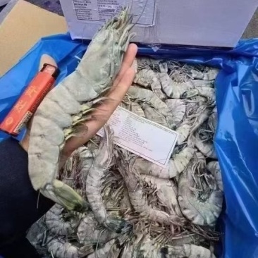 黑虎虾全规格
