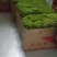 大灰苔藓