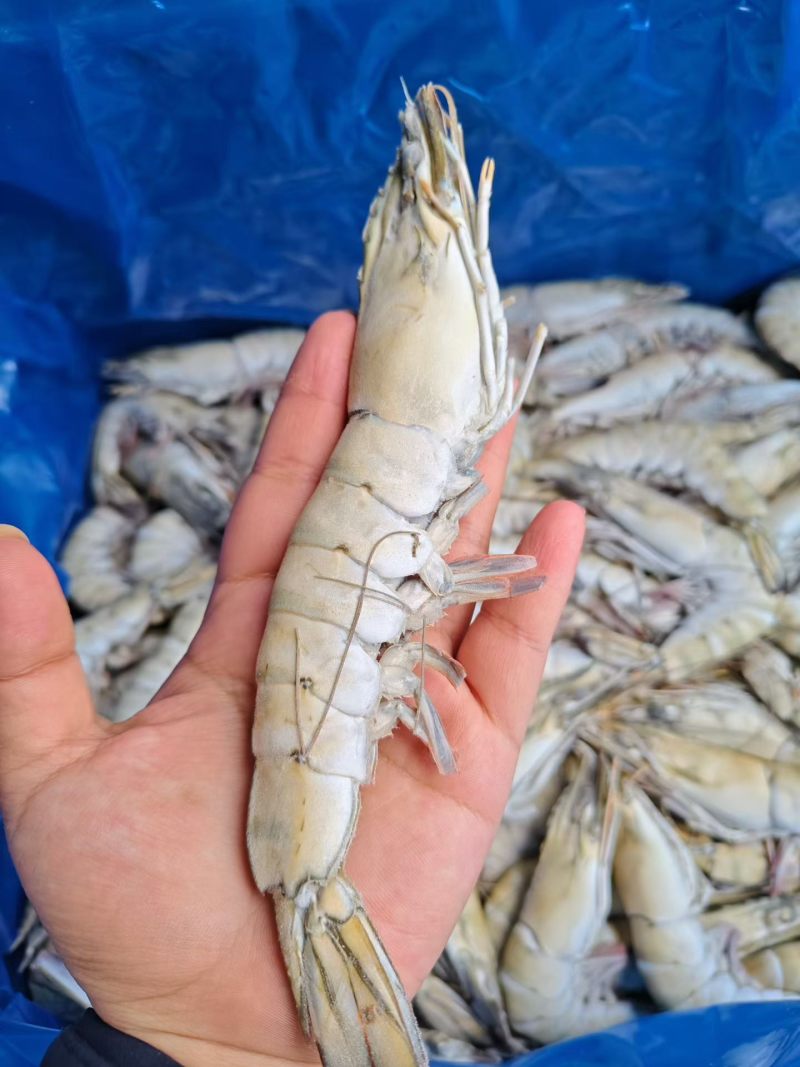 黑虎虾全规格