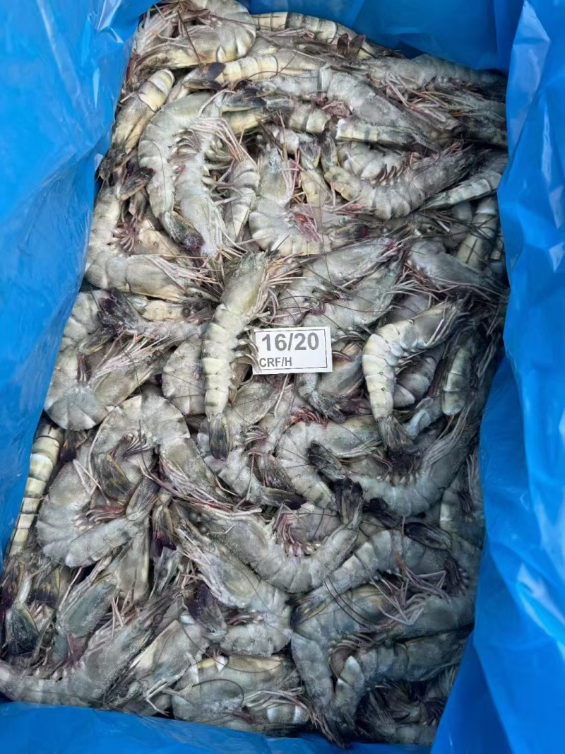 黑虎虾全规格
