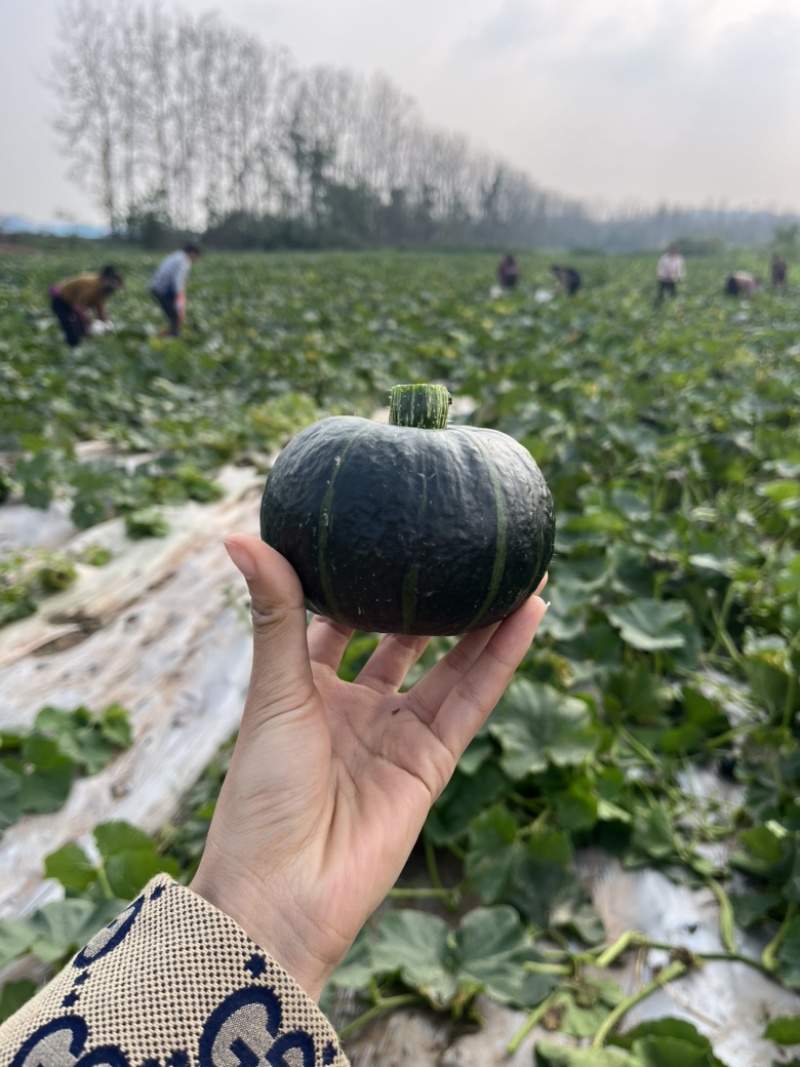 秋茬亩产5000斤以上爆粉贝贝南瓜苗预定开始