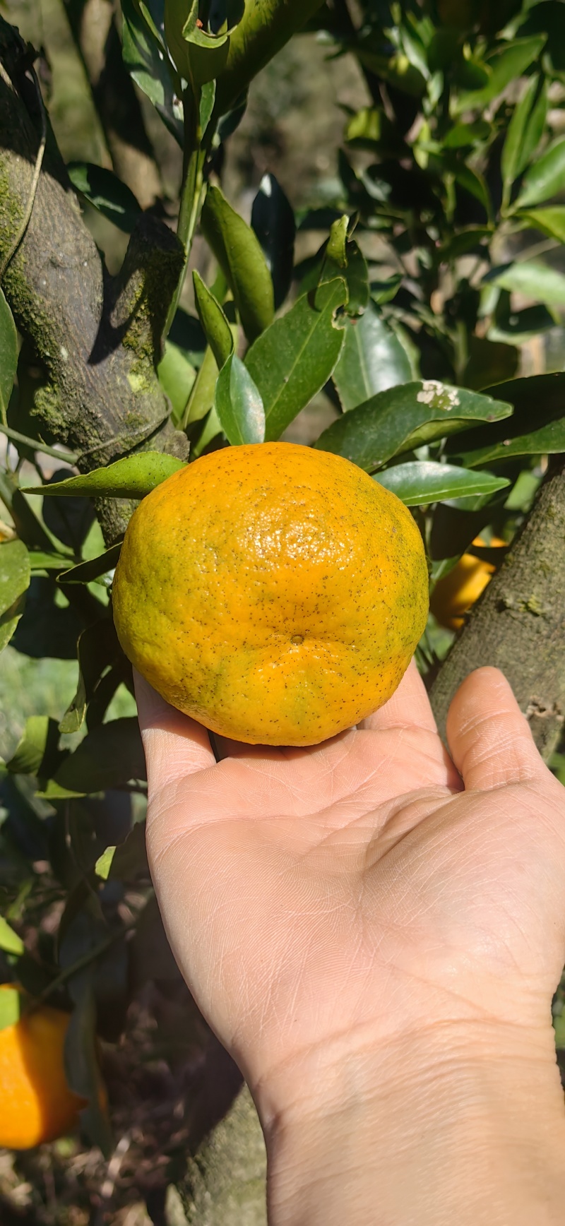 湘西碰杆