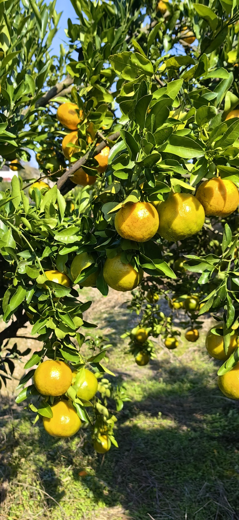 湘西碰杆
