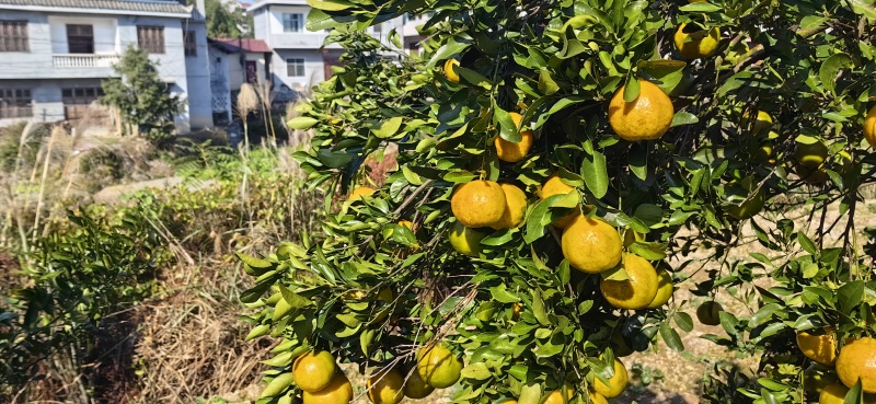 湘西碰杆