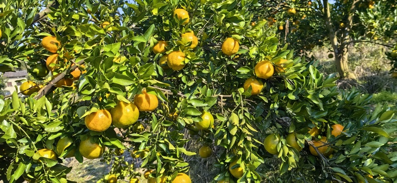 湘西碰杆
