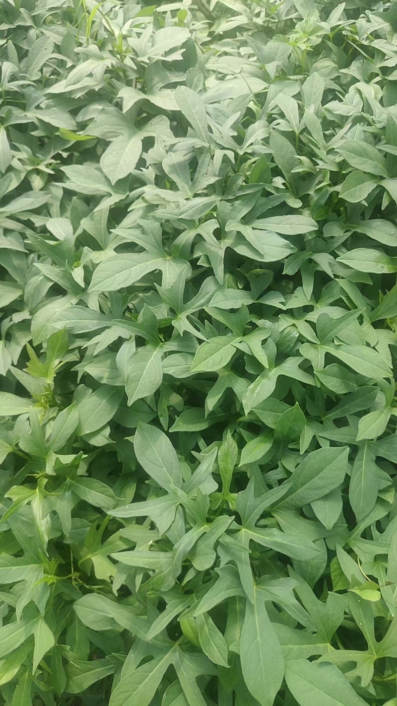 红薯苗/西瓜红红薯苗/基地供货/对接全国采购商