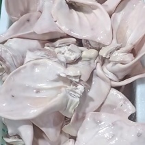 猪耳朵，去毛免洗，直接解冻即可加工