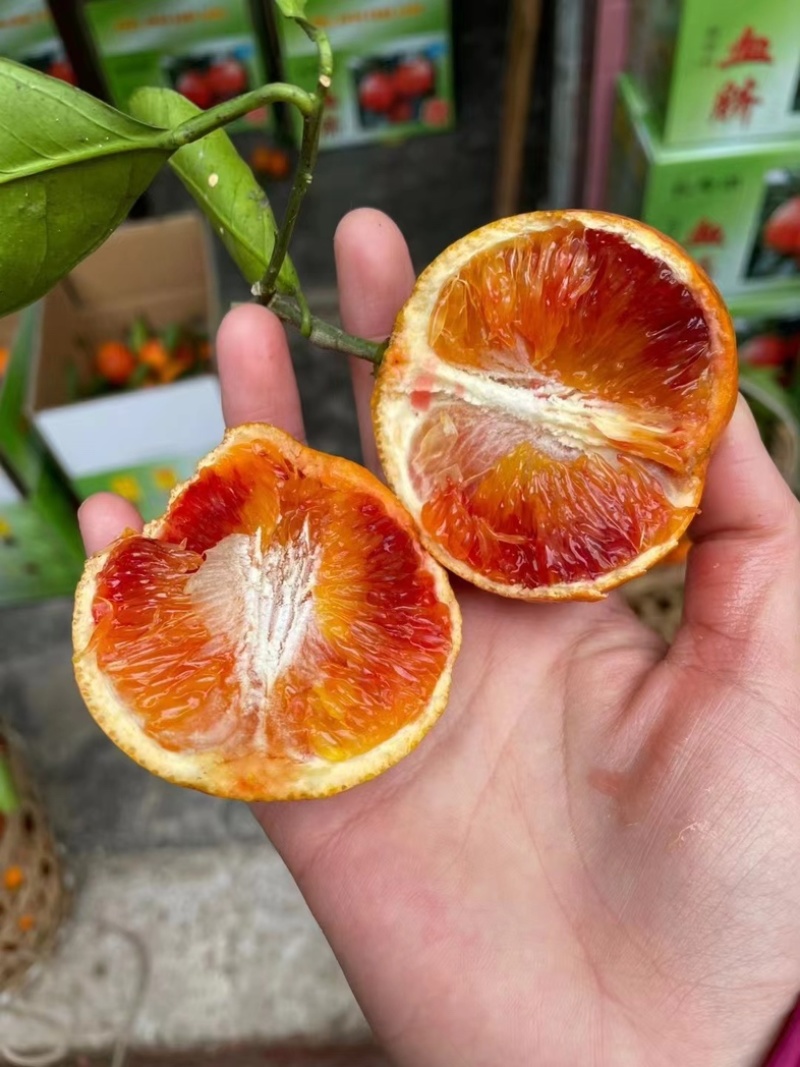 正宗长寿湖血橙