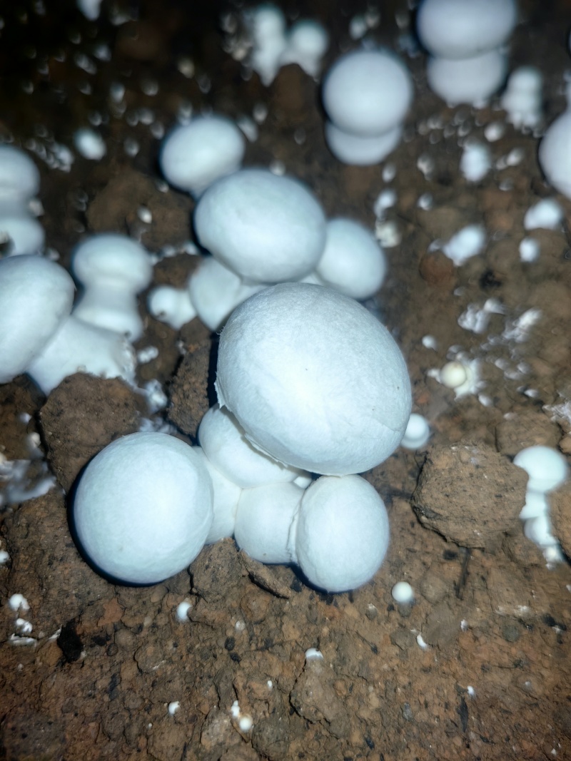 山东现采双孢菇
