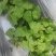 红薯苗/济薯26高剪苗/基地供货/对接全国采购商