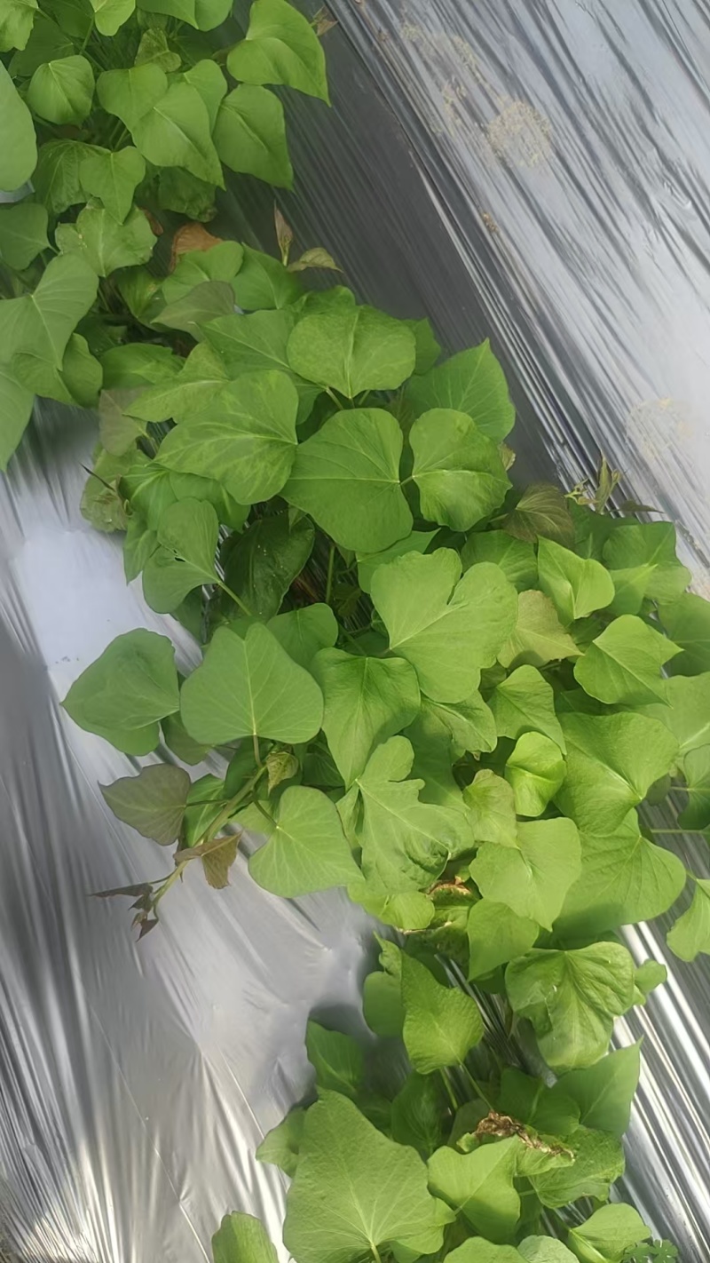 红薯苗/济薯26高剪苗/基地供货/对接全国采购商