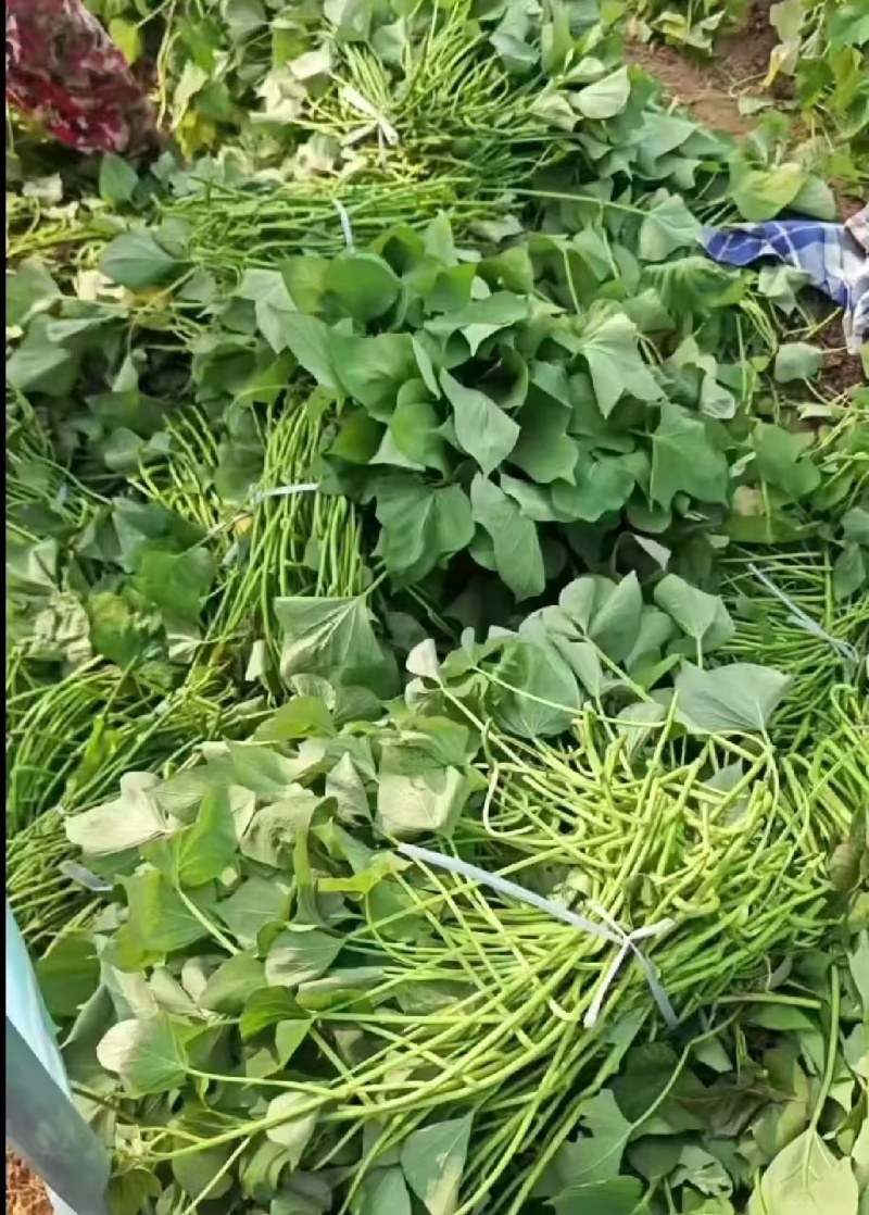 红薯苗/济薯26高剪苗/基地供货/对接全国采购商