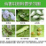 正介22.4%螺虫乙酯介壳虫白粉虱红蜘蛛杀虫剂
