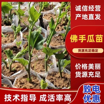 佛手瓜苗大量上市，价格实惠品质保证欢迎电话联系！