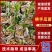佛手瓜苗大量上市，价格实惠品质保证欢迎电话联系！