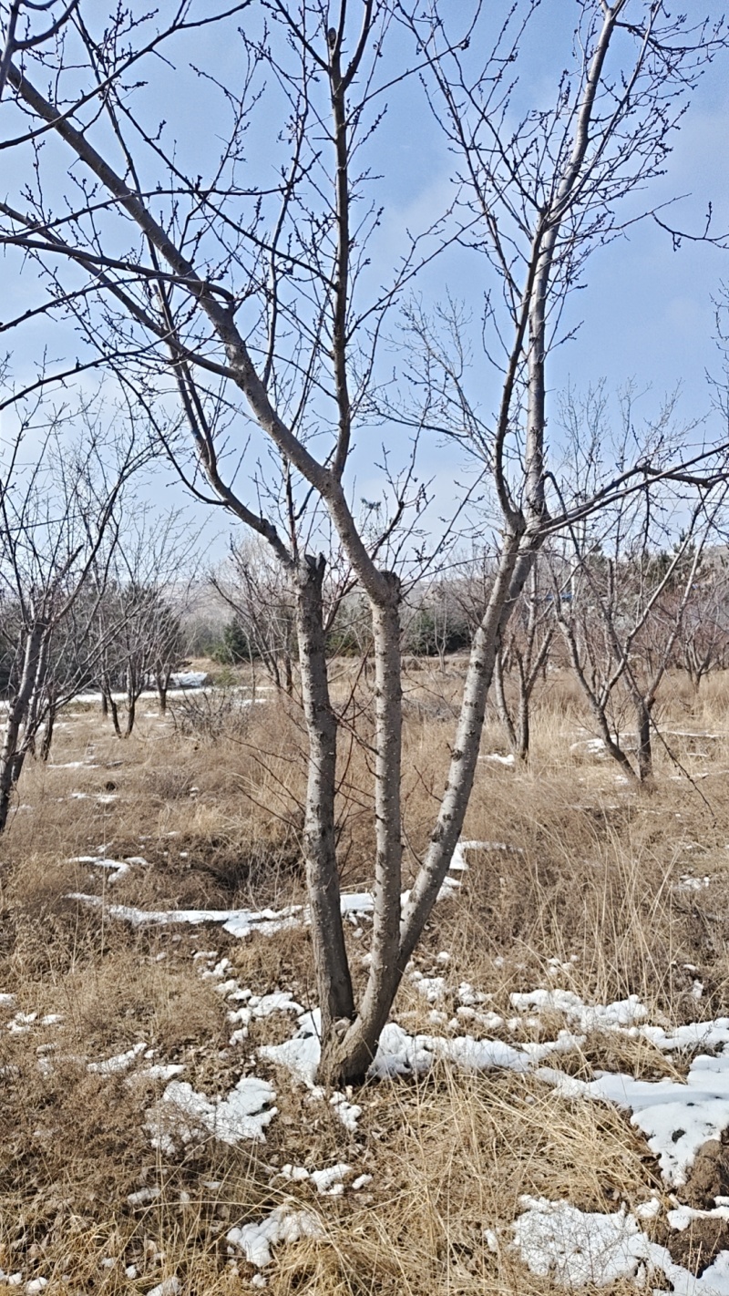 红梅杏树苗