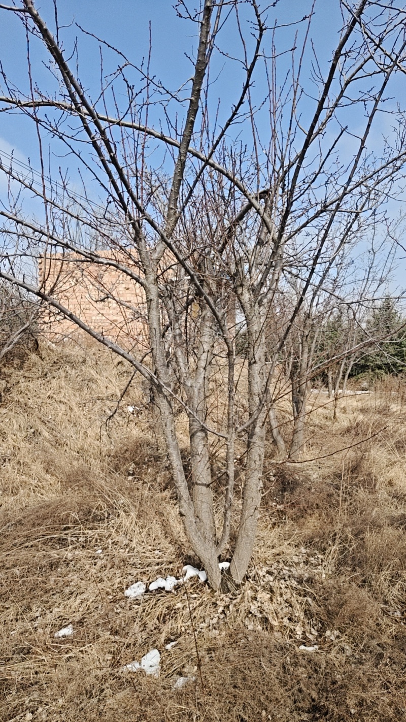 红梅杏树苗