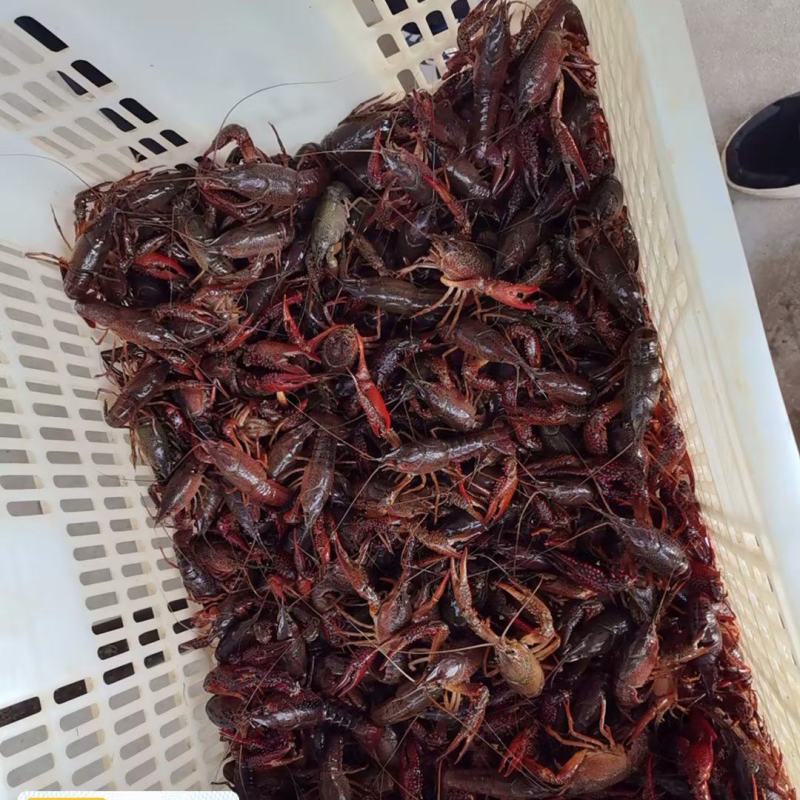 鄱阳稻田小龙虾