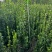苗圃大量出售高80-200厘米北海道黄杨