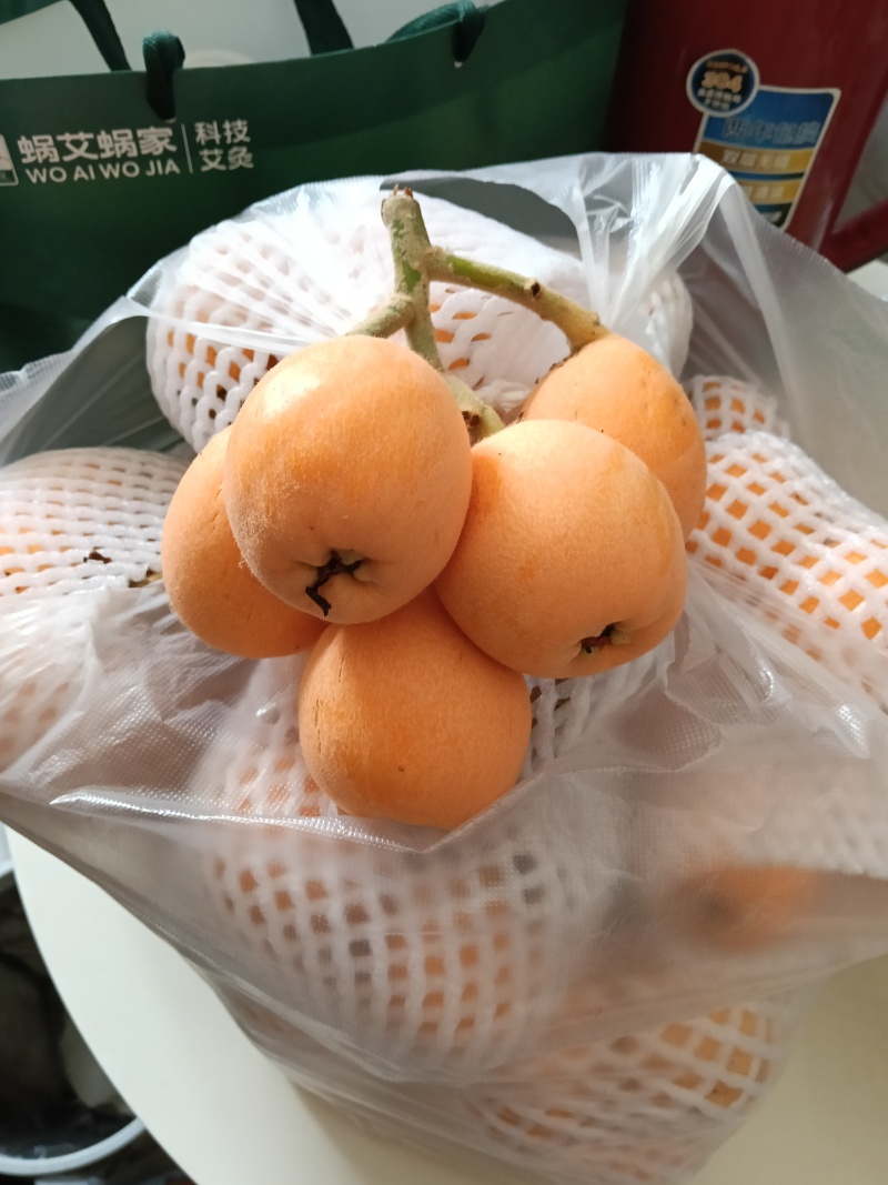大五星大叶子枇杷