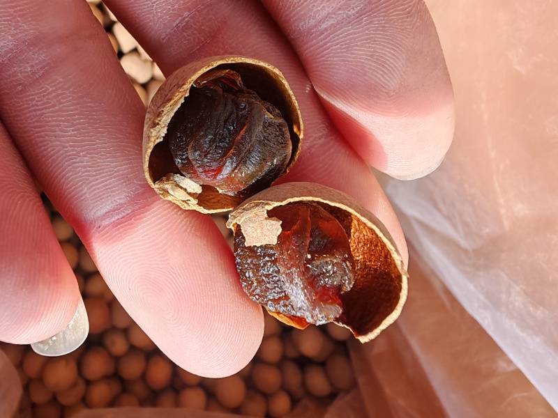 便秘果，腊肠果，电商火爆销售，全国发货价格美丽