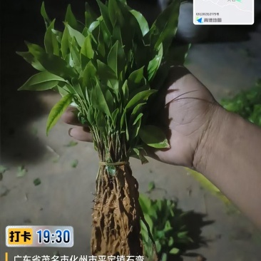 沉香芽苗