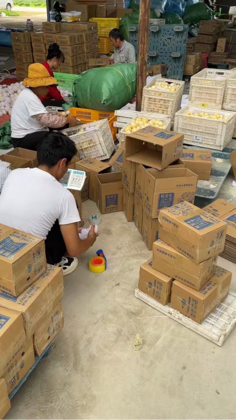 云南人参果新鲜树上熟黄皮黄肉清甜多汁当季水果满口爆汁低糖