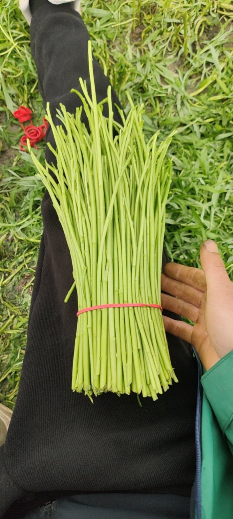 新鲜采摘芦蒿