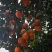 《玫瑰香橙》万州血橙基地直发对接商超团购电商一条龙服务