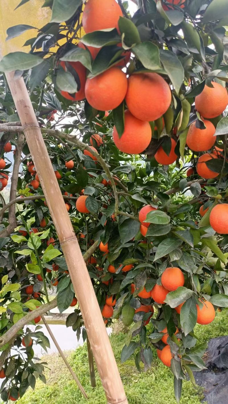 《玫瑰香橙》万州血橙基地直发对接商超团购电商一条龙服务