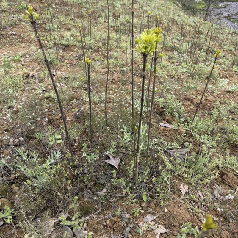 四川黄柏苗规格齐全基地直发欢迎实地考察订购