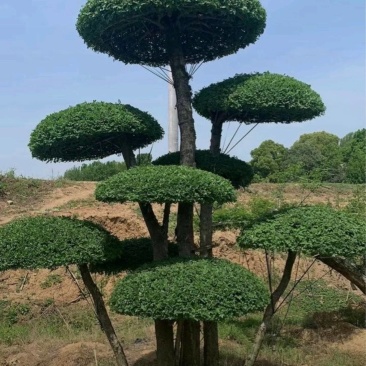 苗圃大量出售高150-350厘米对接白蜡