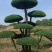 苗圃大量出售高150-350厘米对接白蜡