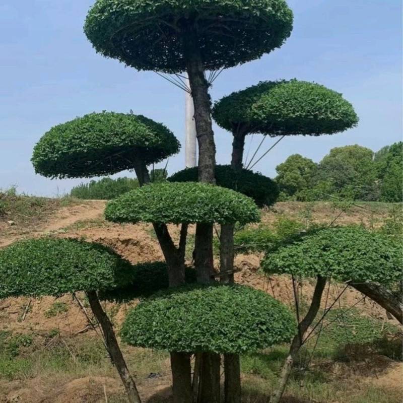 苗圃大量出售高150-350厘米对接白蜡