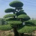 苗圃大量出售高150-350厘米对接白蜡
