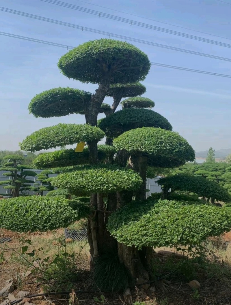 苗圃大量出售高150-350厘米对接白蜡