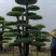 苗圃大量出售高150-350厘米对接白蜡