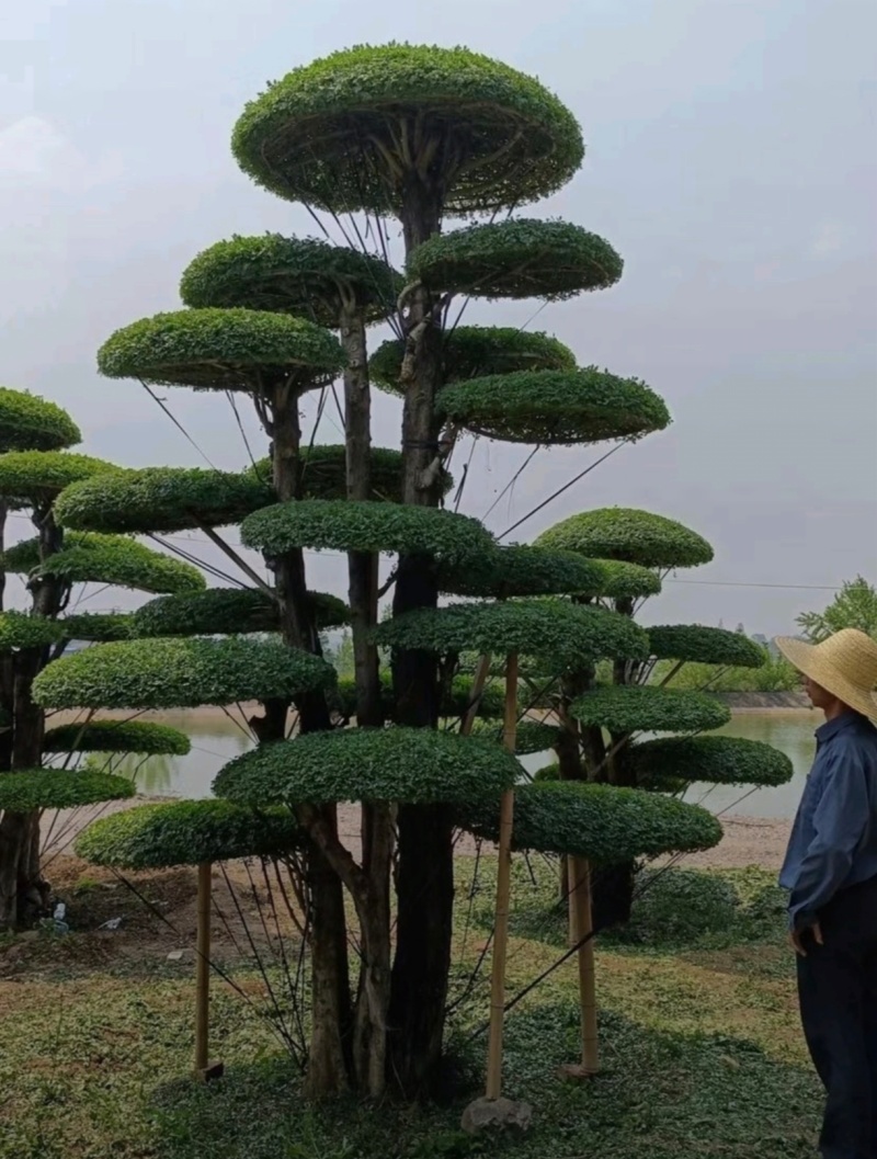 苗圃大量出售高150-350厘米对接白蜡