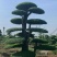 苗圃大量出售高150-350厘米对接白蜡