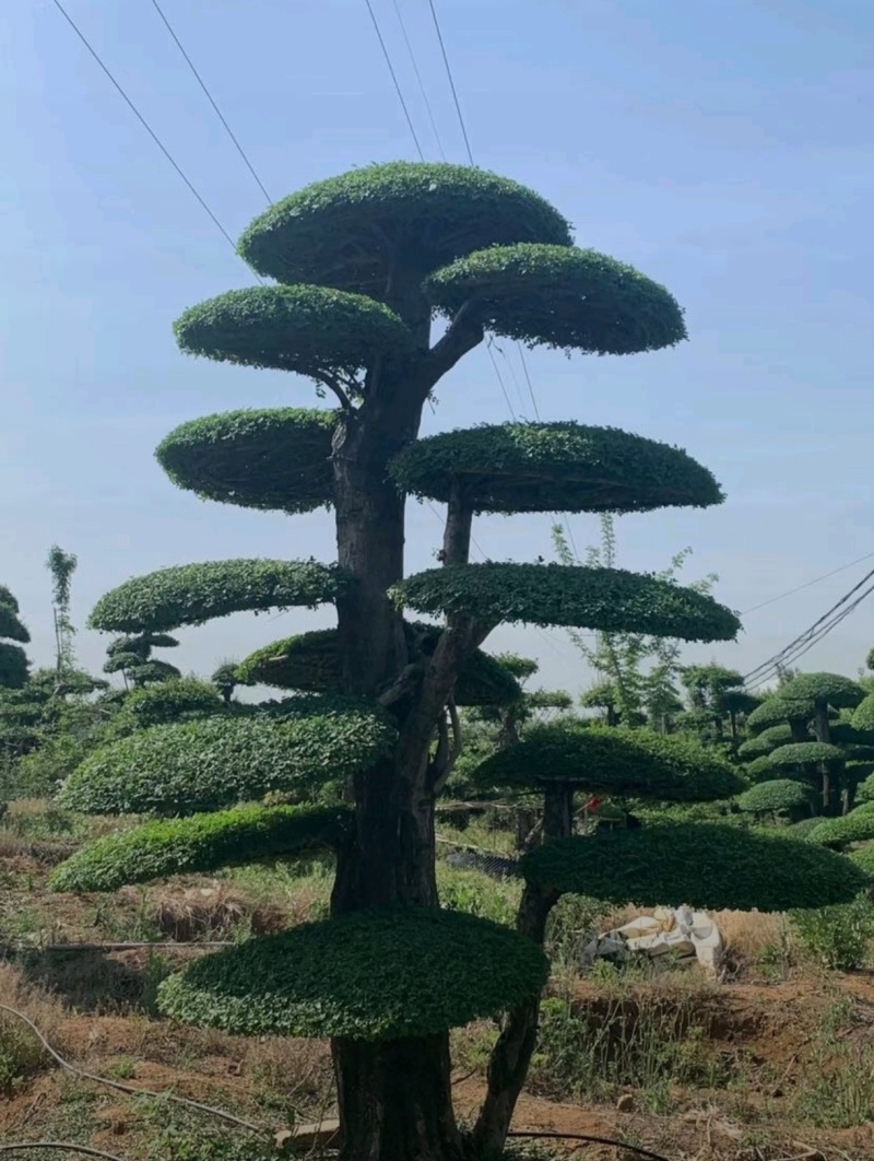 苗圃大量出售高150-350厘米对接白蜡