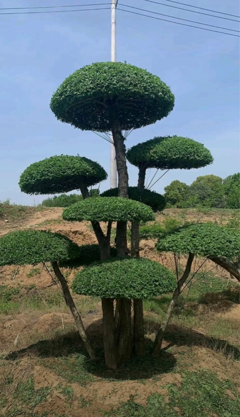 苗圃大量出售高150-350厘米对接白蜡