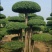苗圃大量出售高150-350厘米对接白蜡