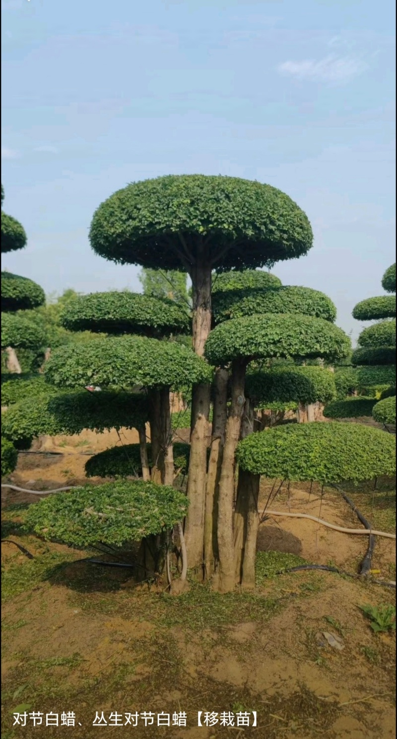 苗圃大量出售高150-350厘米对接白蜡