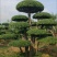 苗圃大量出售高150-350厘米对接白蜡